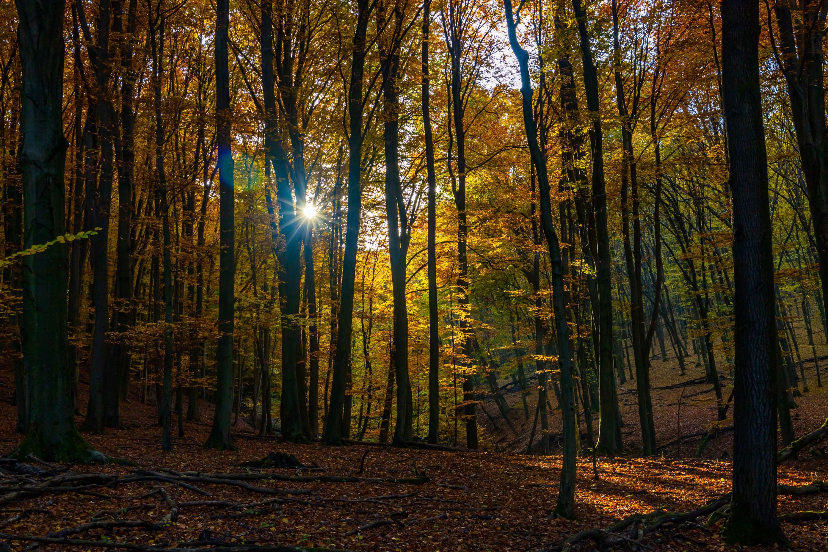 Autumn forest